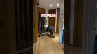 ワンコの喜びのフリフリ🪇｜PECO #オールドイングリッシュシープドッグ #大型犬 #愛犬家 #oldenglishsheepdog #dog #doglover