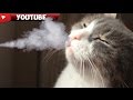 Smelled Delicious КОТЭ Учуял Вкусняшку !