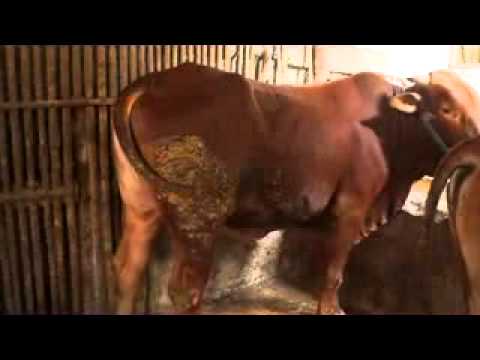 Sapi Kurban Cipelang farm 2014 id : E26 R600 - YouTube