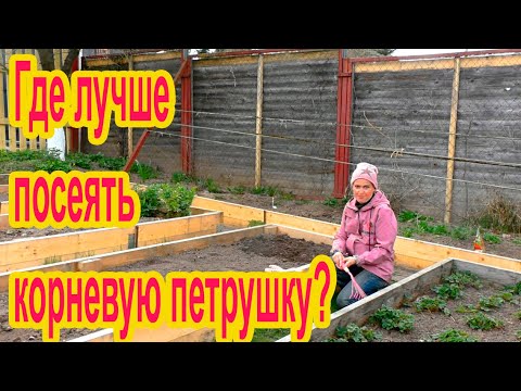 Особенности посева корневой петрушки