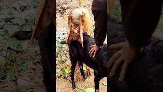 Goat's favorite moments captured on camera। animal lover #shortvideo  #shorts 2024 #sorts ep2 13may