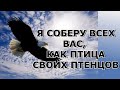 &quot;Вскоре Я соберу вас как птица своих птенцов&quot;. Послание верующим в Иисуса Христа (Hope Owen&#39;s)