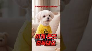 "이게 은근 중독돼요" It's Surprisingly Addictive