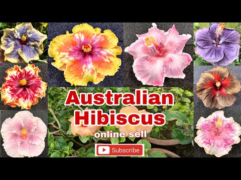 Australian hibiscus 60 colours variety plant {online sell}  #hibiscus #flowers #plants #all #color