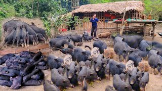 Raising pigs, keeping them in cages, the piglets eat them and then sleep very well by Lulu famr 23,822 views 1 month ago 32 minutes