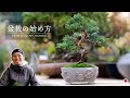 【盆栽の始め方】初心者でもできる初めての真柏盆栽【盆栽Q】