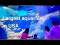 Discover the biggest aquarium in usageorgia aquarium familytime adventure georgiaaquarium