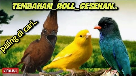 TEMBAKAN_ROLL_GESEKAN || PALING DI CARI || cililin vs kenari vs tengkek buto 5jam
