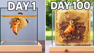 Raising 10,000 Bees in a Glass Box For 100 Days