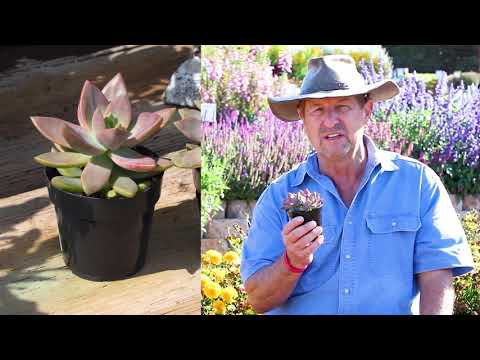 Video: Graptosedum ‘California Sunset’ – What Is A California Sunset Plant