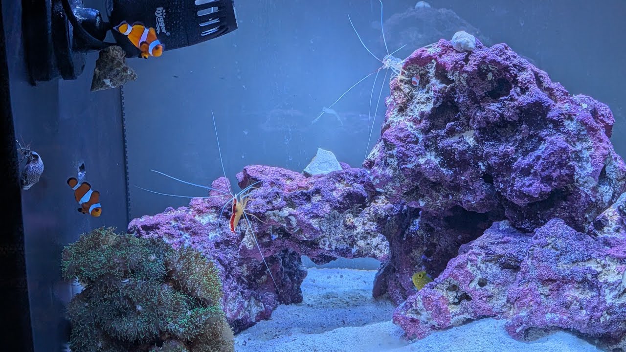 Fluval Sea Aquarium Shocked by Shrimps Exo Skeleton Remains 