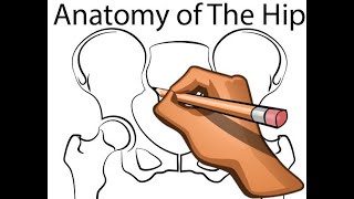 Hip Joint - Part 4 - Normal Anatomy - Anterior and Posterior Columns of the Acetabulum