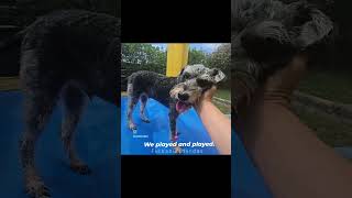 our play day!! #petcareprovider #doggydaycare #dogs #puppy #cute #dundas #petcare