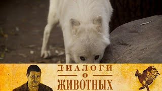 видео: Зоопарк Нижнего Новгорода  картинка: Зоопарк Нижнего Новгорода
