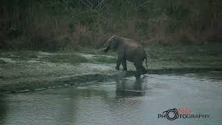 Two Thirsty Giants Crossing the Dima River | Elephants Quench Their Thirst | NG Photography