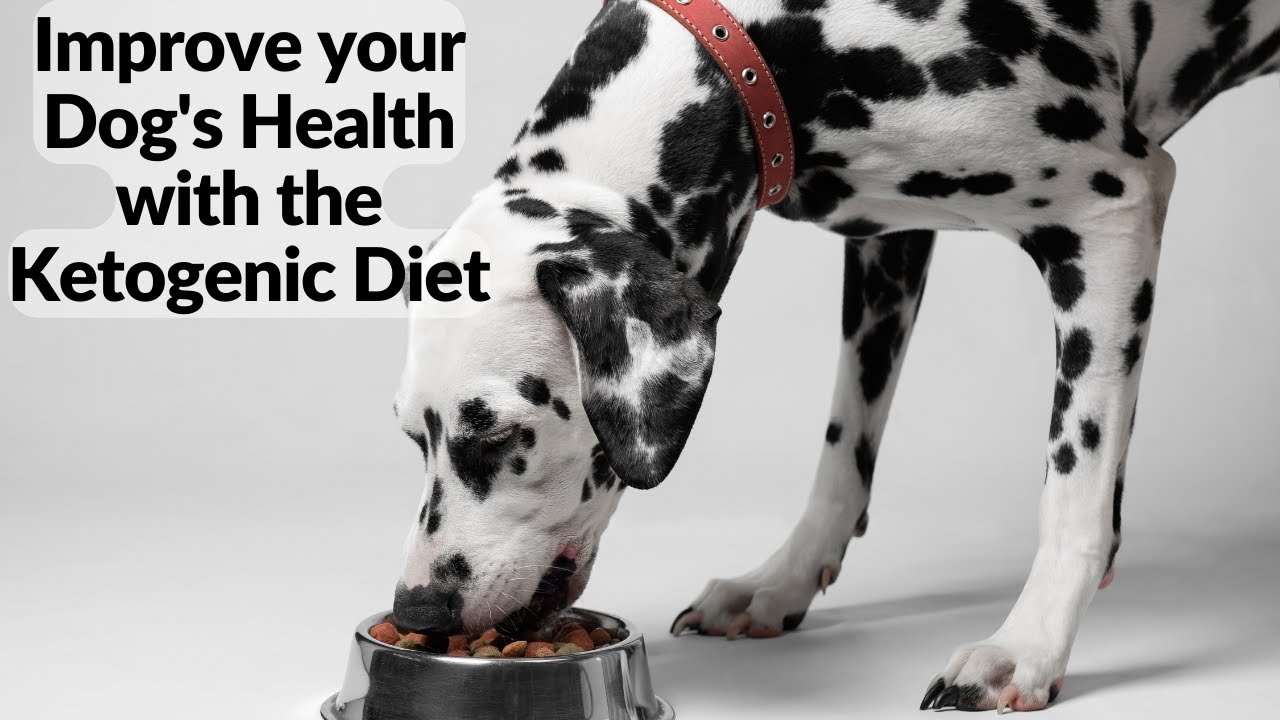 Improve your Dog's Health with the Ketogenic Diet YouTube
