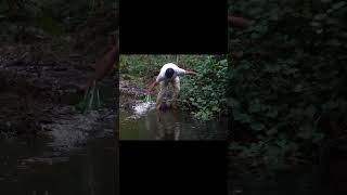 Solo Camping in Deep Forest 🌲 Building My Own Bushcraft Shelter  #bushcraft #solocamping #outdoors