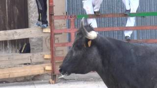 1º VACAS PLAZA EN CABRETÓN (LA RIOJA) 13 -05 -2017.