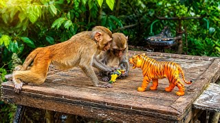 Monkeys Get PRANKED by a Toy Tiger! Funny Family Moments + Feeding Time
