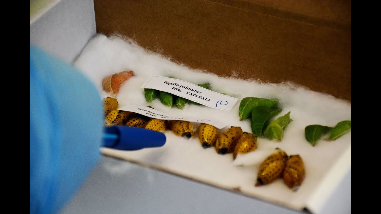 Hatching butterflies at Fort Wayne's Botanical Conservatory YouTube