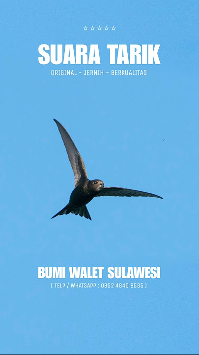 Suara Tarik Walet Terbaik 2024 || PREMIUM ORIGINAL