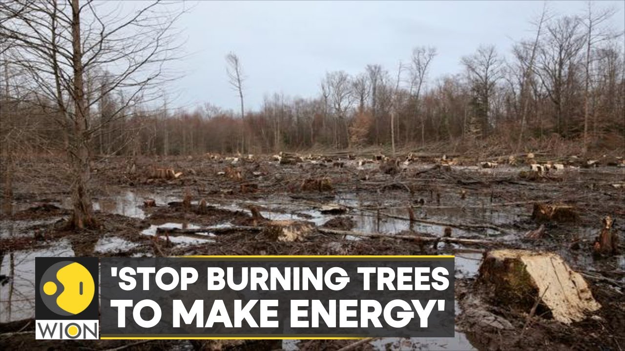 WION Climate Tracker | ‘Stop burning trees’: Scientists call for renewable energy sources