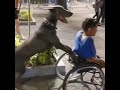 Video of dog pushing wheelchair of specially-abled boy goes viral
