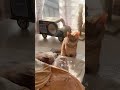 ちまきいつもありがとうね😊 #犬 #柴犬 #猫 #シニア犬 #柴犬と猫 #犬と猫 #老犬介護 #cat #dog