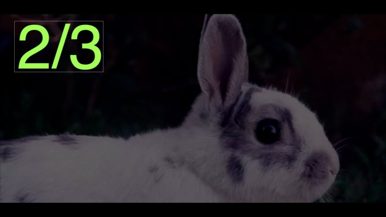 RABBIT DOCUMENTARY DAVID ATTENBOROUGH PARODY YouTube