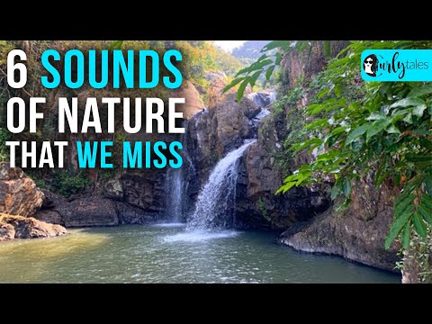 6 Sounds Of Nature That We Miss | Curly Tales
