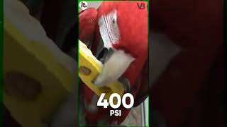 மககவ பறவ Macaw Bird Facts In Tamil