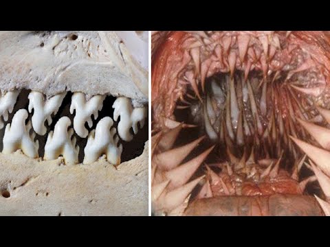 Vidéo: Qui a les dents les plus acérées du monde ?