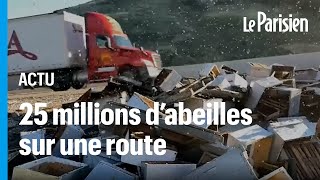 25 millions d'abeilles au milieu d'une route après un accident de camion aux Etats-Unis