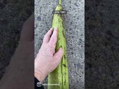 Video: Luffa Scharf Gerippt Oder Luffa Facettiert