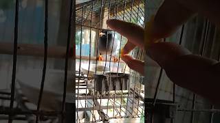 বিস্কুট খাবা মিঠু #challenge #birdboxchallenge #comedy #comedyfilms #funny #comedymovies #newmu