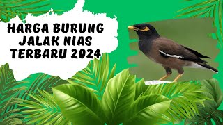 Harga Burung Jalak Nias Terbaru 2023