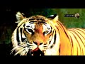 هذا هو النمر الشرس ملك الوحوش إنظروا ماذا فعل بالخنزير هذا هو النمر الشرس ملك الوحوش إنظروا ماذا فعل بالخنزير