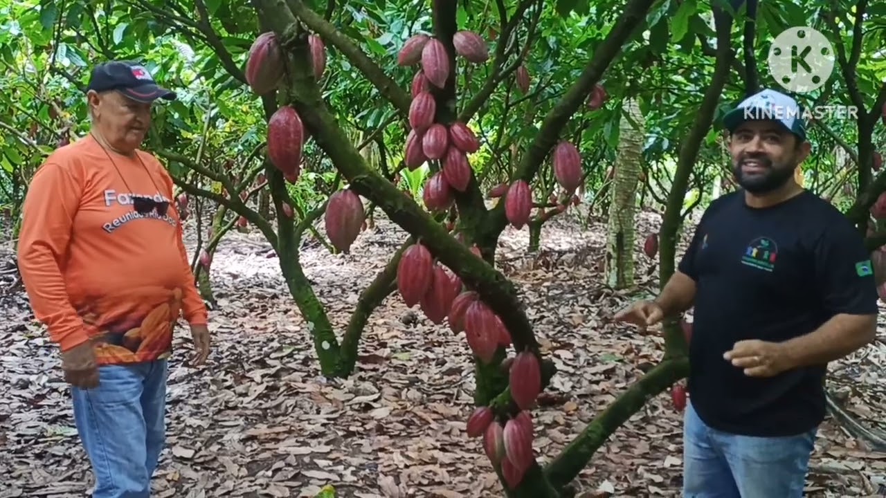 PROJETO CEPLAC CACAU 500 ARROBA TECNOLOGIA para cacau de alta produtividade