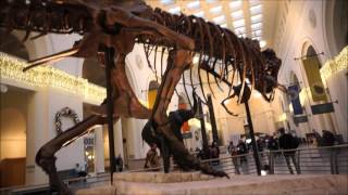 Sue the T-Rex Dinosaur at the Field Museum, Chicago