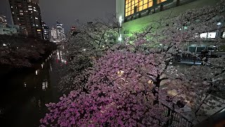 Tokyo Meguro Night Cherry Blossoms with personal illumination 2024・4K HDR by Rambalac 22,387 views 3 weeks ago 1 hour, 4 minutes