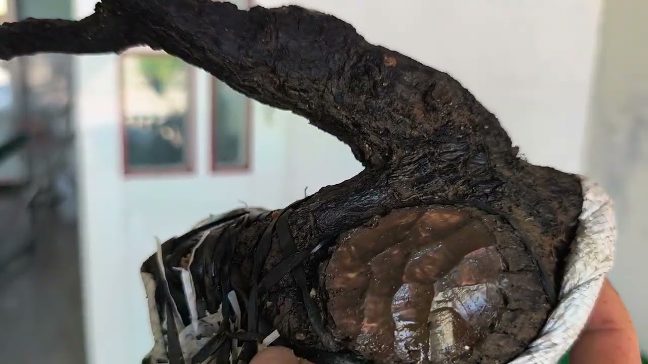 Dũng Đỗ SOLD)) M400 $100k very beautiful mini Cam Thi bonsai embryo
