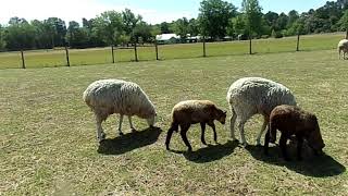 Montedale Sheep by Brett's Barnyard 362 views 3 years ago 5 minutes, 12 seconds