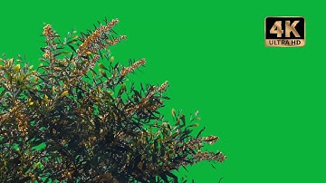 tree branches green screen video