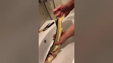 Удаление визиги из осетра