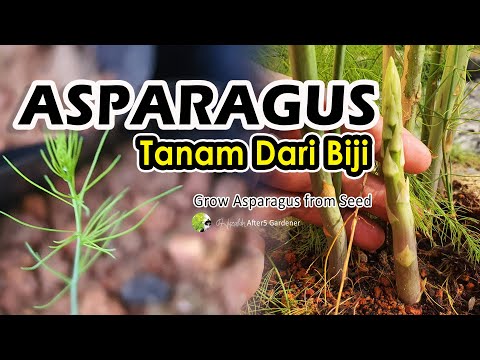 Video: Penanaman Asparagus: Maklumat Mengenai Penjagaan Asparagus