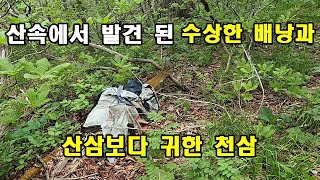 산속에서 발견 된 수상한 배낭과 산삼보다 귀한 천삼 발견.