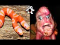 कुछ अजीब और एब्नार्मल जीव |  Strangest Mutant Animals Ever Discovered