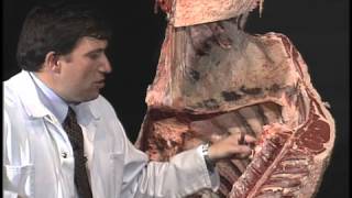 Dan Hale - Cattle Value: Feeder Calf to Boxed Beef - Quality Grading