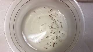 Кормление Мальком Аквариумных Рыбок!!! Все хотят жрать) ! Кормление Мальком Аквариумных Рыбок!!! Все хотят жрать) !