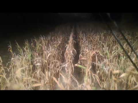 Inżynier rozwalił system w New Holland cx8.70. Tania sila robocza sukcesem biznesu.